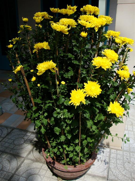 Chrysanthemum_morifolium_