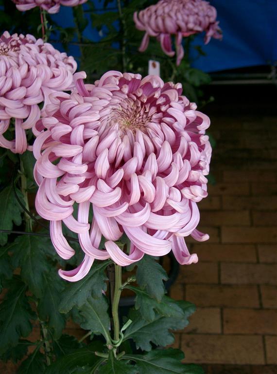 Chrysanthemum_morifolium_