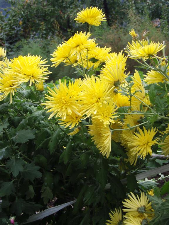 Chrysanthemum_morifolium_