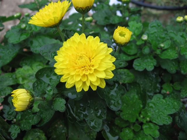 Chrysanthemum_x_grandiflorum_04