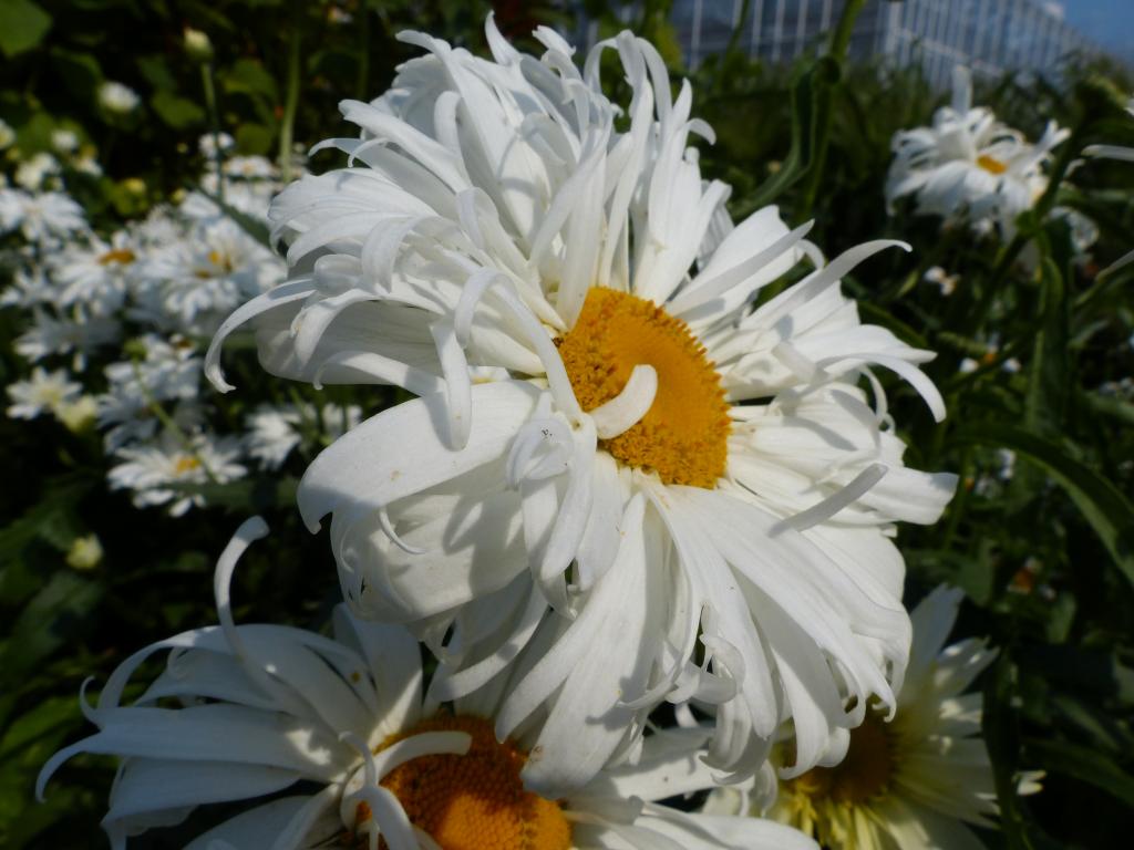 Chrysanthemun leucanthemum dobrada