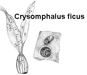 Chrysomphalus ficus