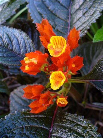 Chrysothemis Pulchella