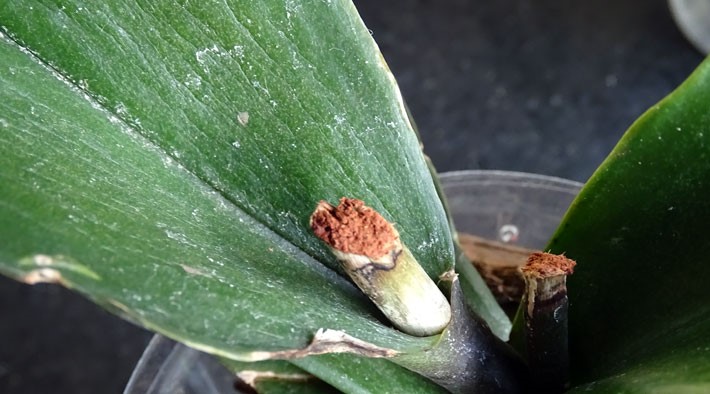 Cicatrizante-canela-orquídea