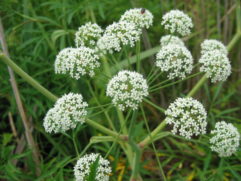 Cicuta (Water hemlock)