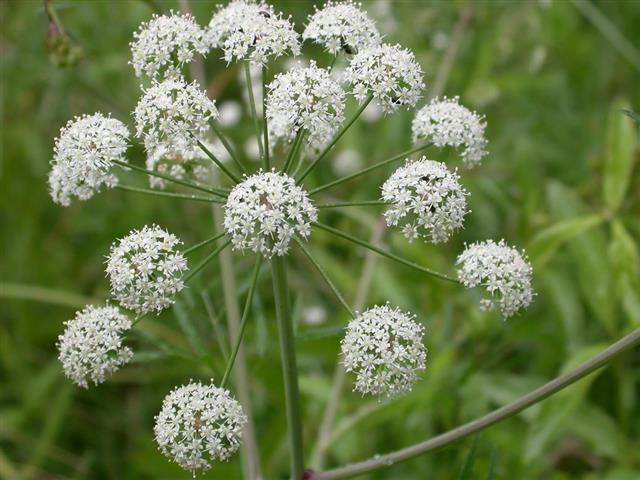 Cicuta (water hemlock)