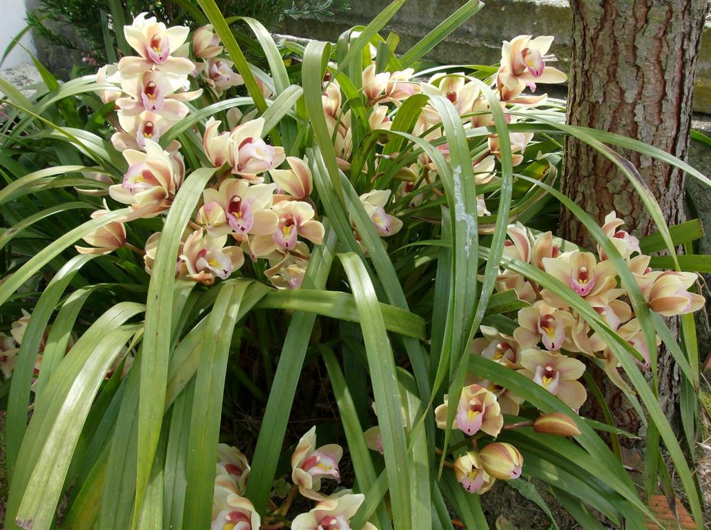 Cimbidium x hybridum