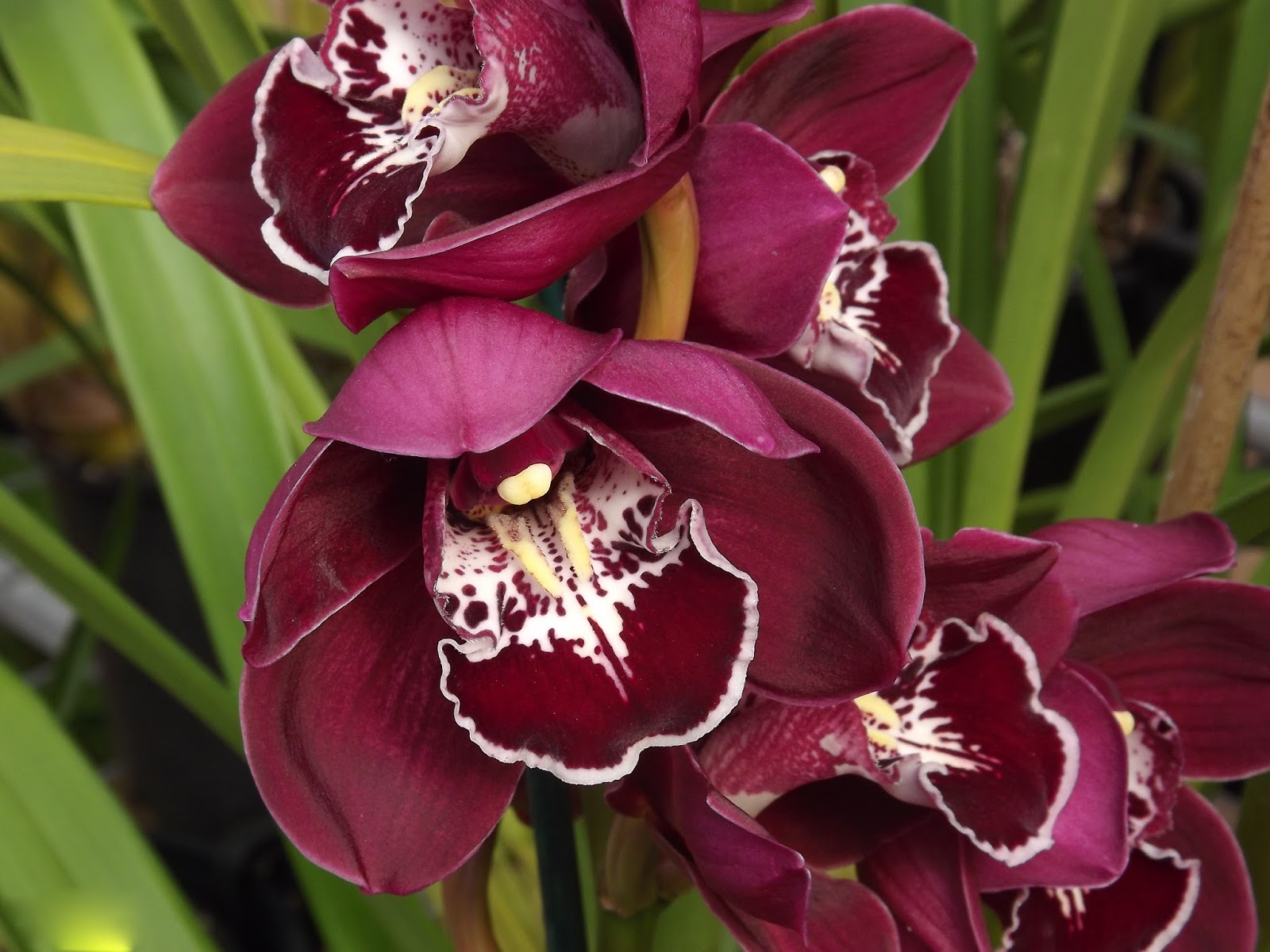 Cimbídio - Cymbidium spp