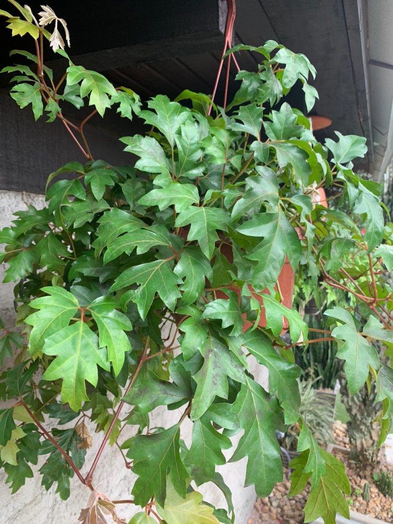 Cipó-uva - Cissus rhombifolia