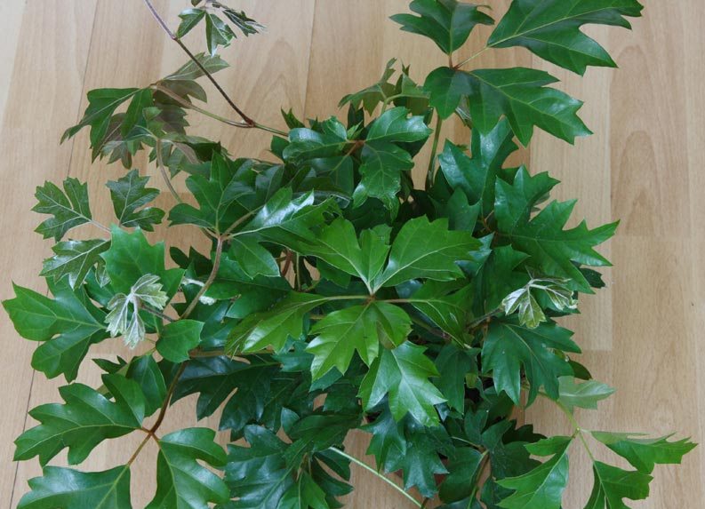 Cipó-uva-Cissus-rhombifolia
