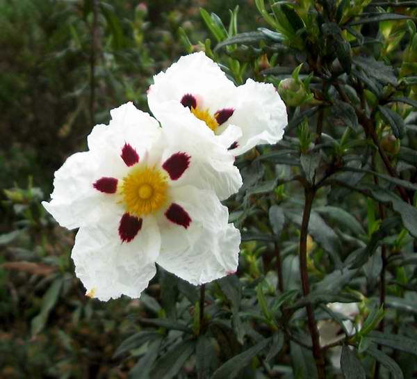 Cistus ladanifer