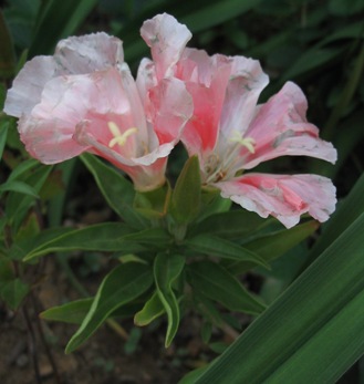 Clarkia Amoena