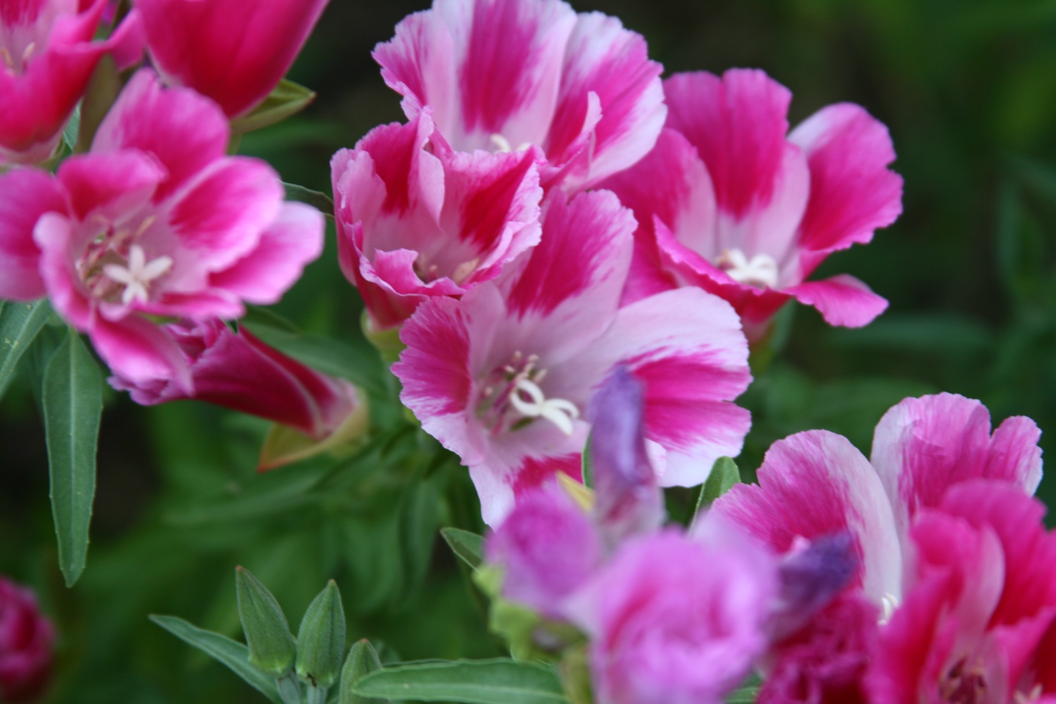 Clarkia amoena1