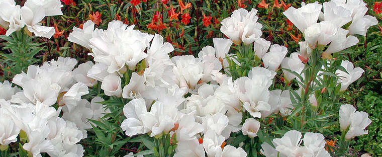 Clarkia amoena7