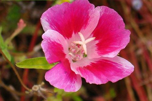 Clarkia1