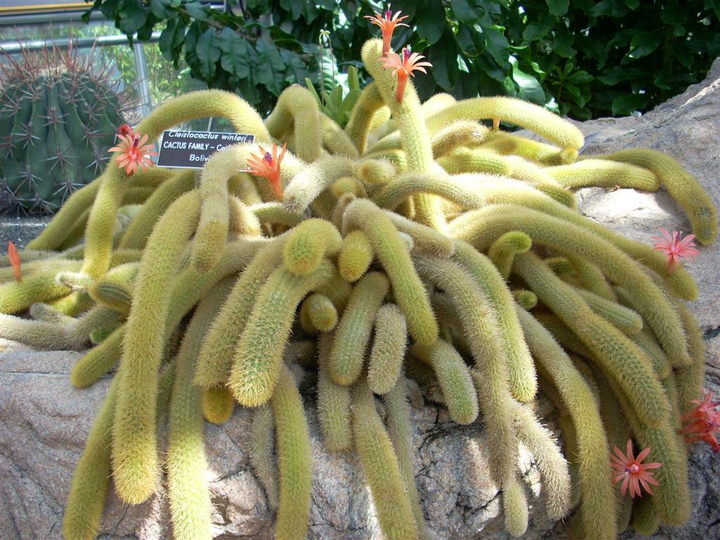 Cleistocactus winteri 