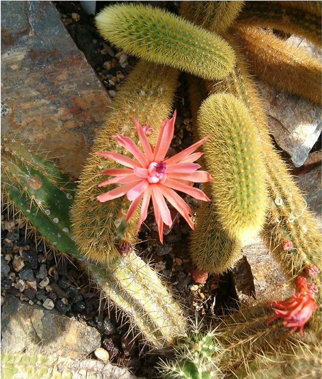 Cleistocactus winteri 