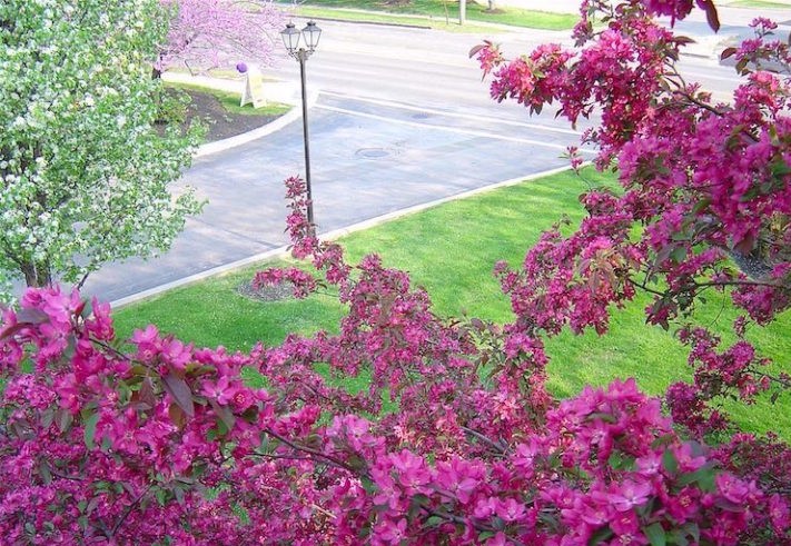 Clematis-x-hybrida