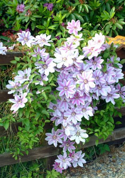 Clematis-Montana