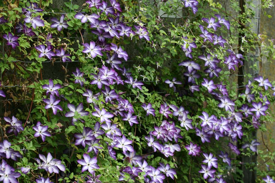 Clematis-Venosa-Violacea1