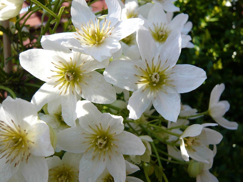 Clematis cartmanii Joe