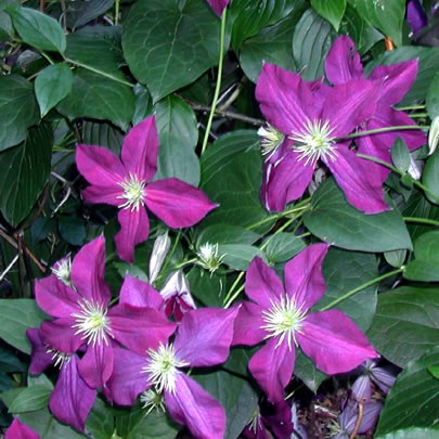 Clematis-hybrida-4224e