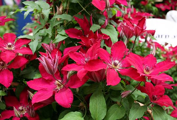 Clematis-x-Hybrida