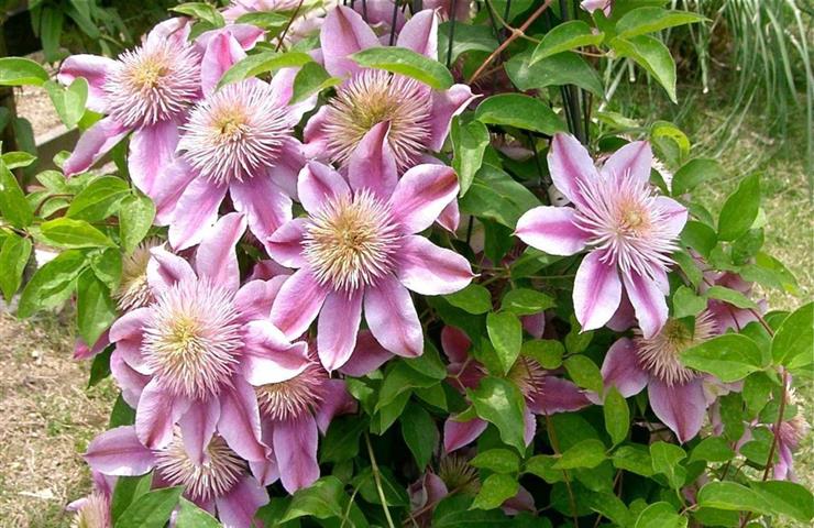 Clematis-x-hybrida