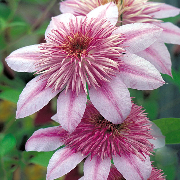 Clematis_Empress