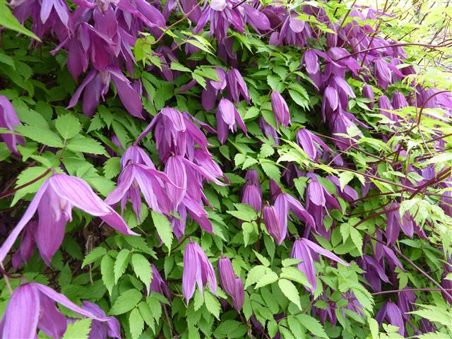 Clematis_alpina_