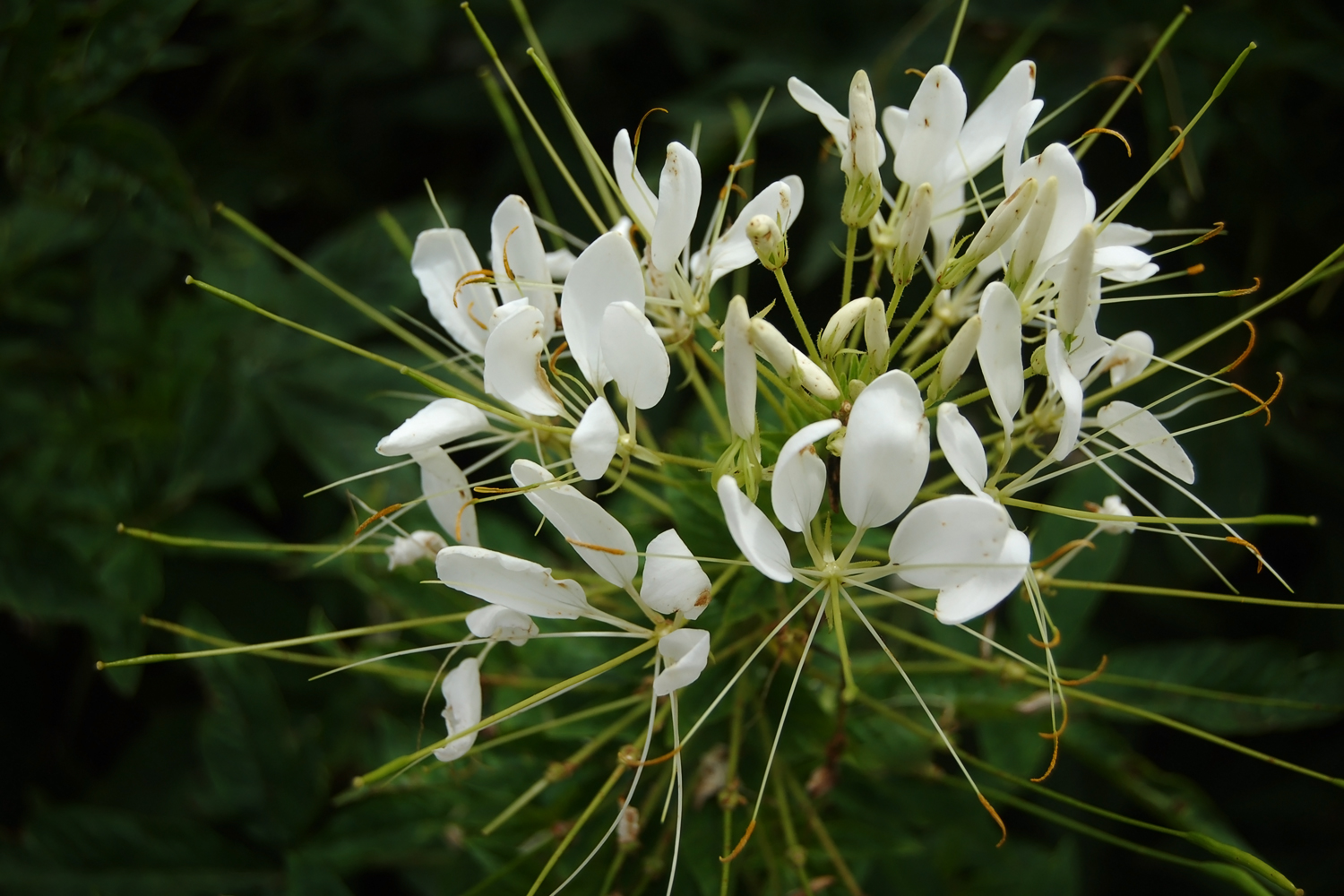 Cleome-hassleriana-white