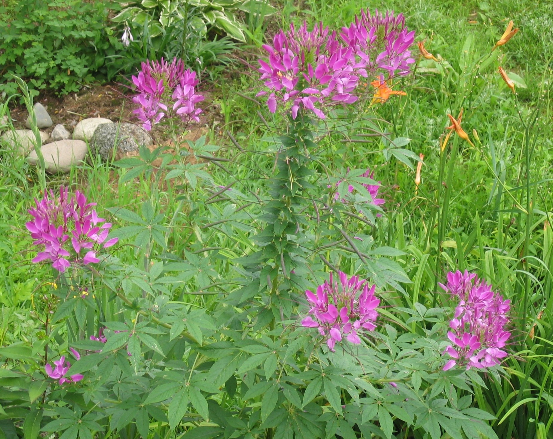 Cleome hassleriana