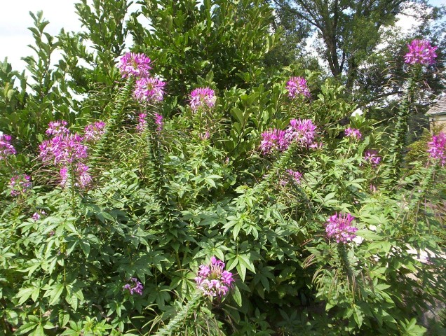 Cleome111