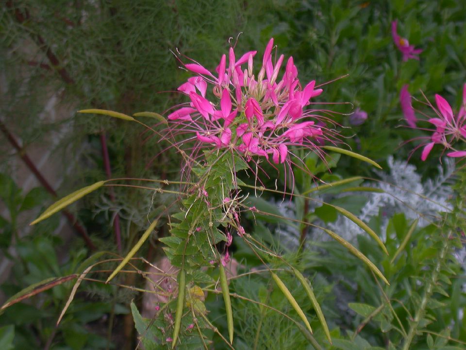 Cleome20