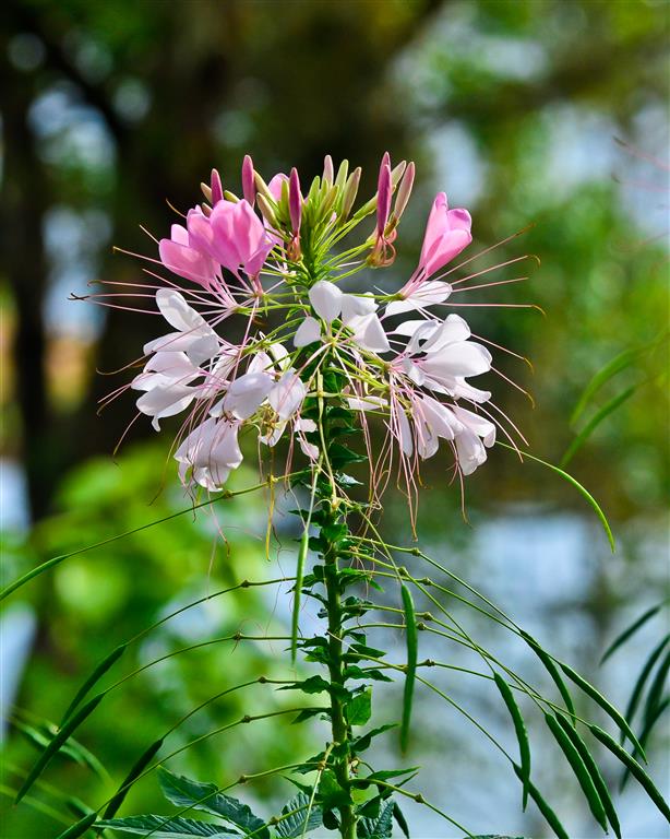 Cleome_