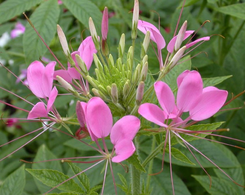 Cleome_1