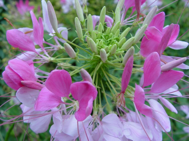 Cleome_Hassleriana