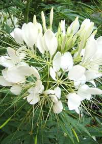 Cleome_hassleriana_alba