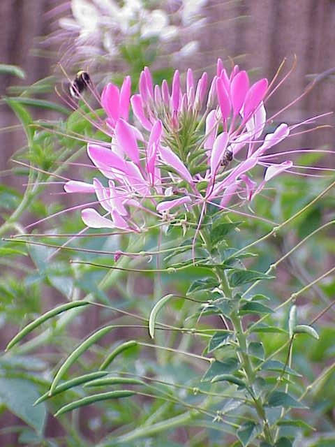 Cleome_speciosa3