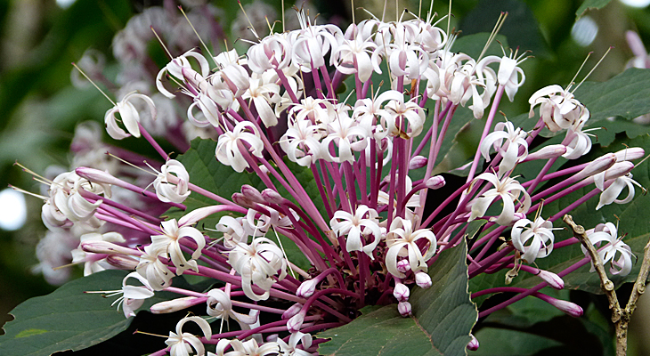 Clerodendro-Cotonete