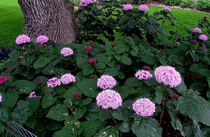 Clerodendro-da-China