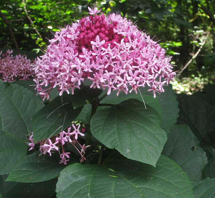 Clerodendro da China