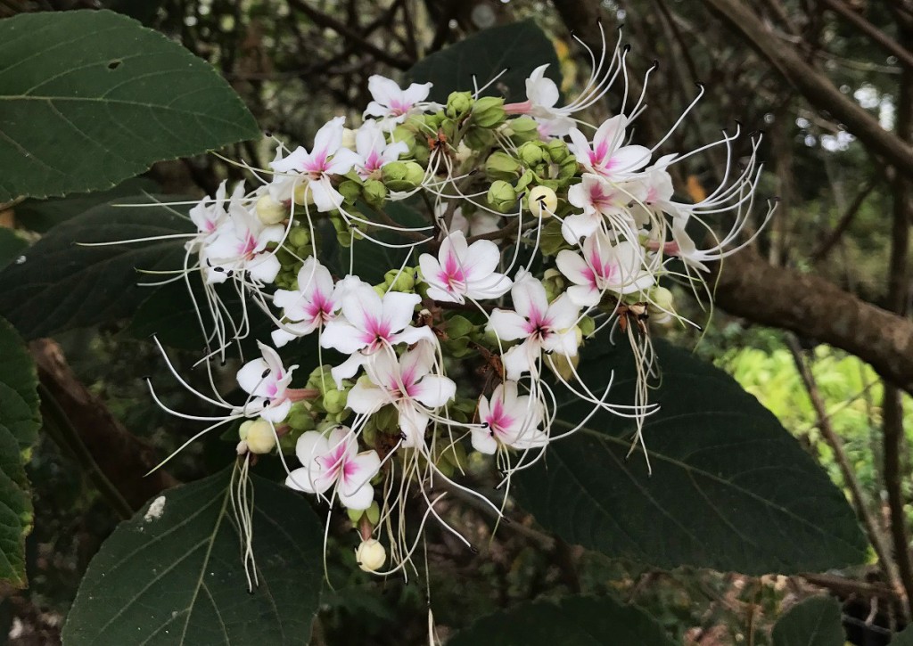 Clerodendro-perfumado (Clerodendrum infortunatum)