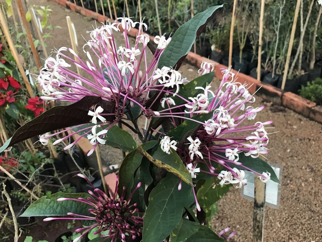 Clerodendro roxo cotonete Clerodendrum quadriloculare mudas 2