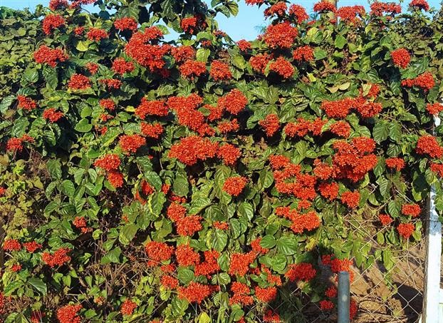 Clerodendro vermelho 