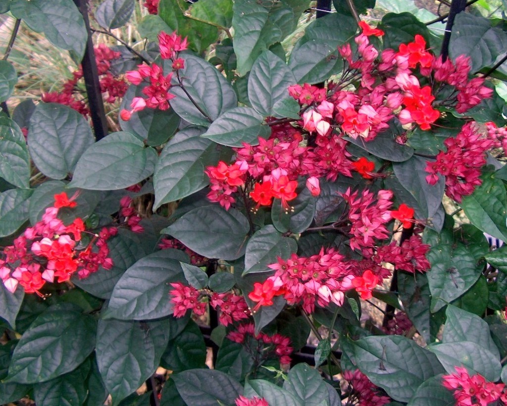 Clerodendro-vermelho