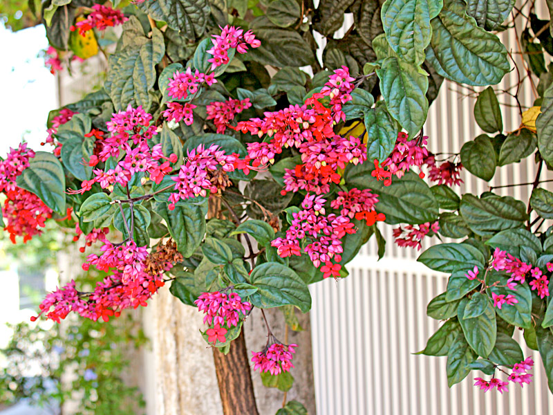 Clerodendron-speciosum