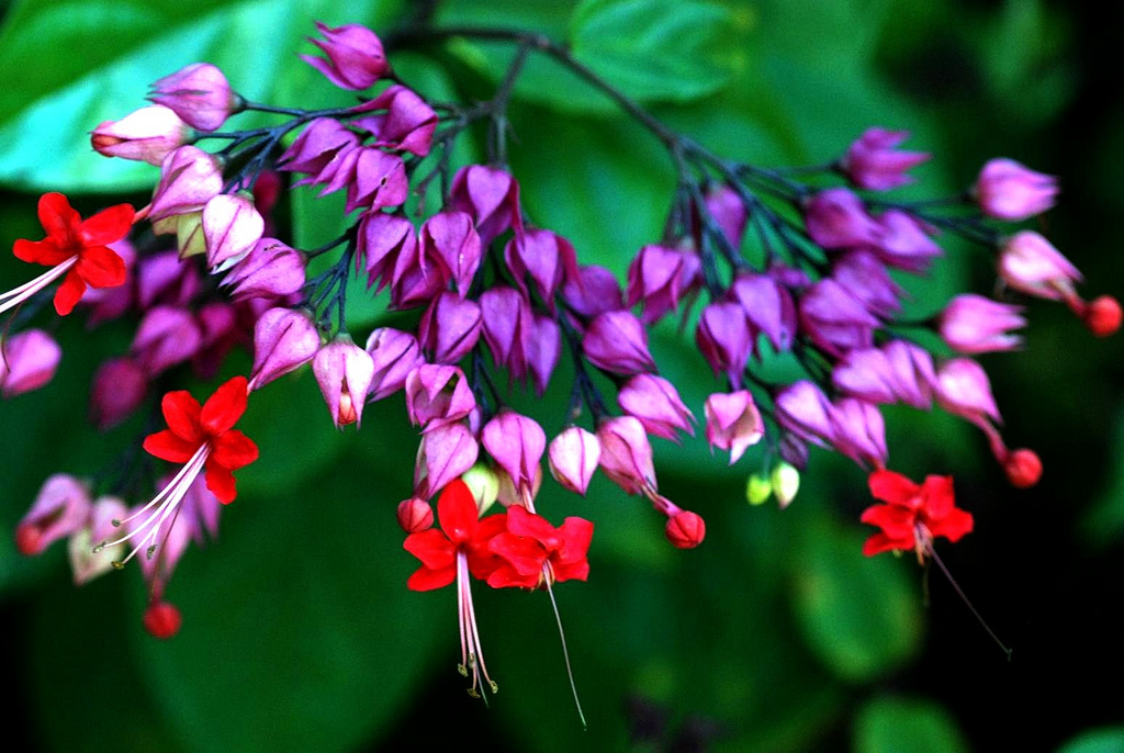 Clerodendron thomsonae