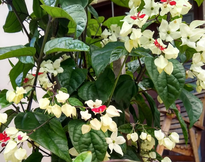 Clerodendron thomsonae1