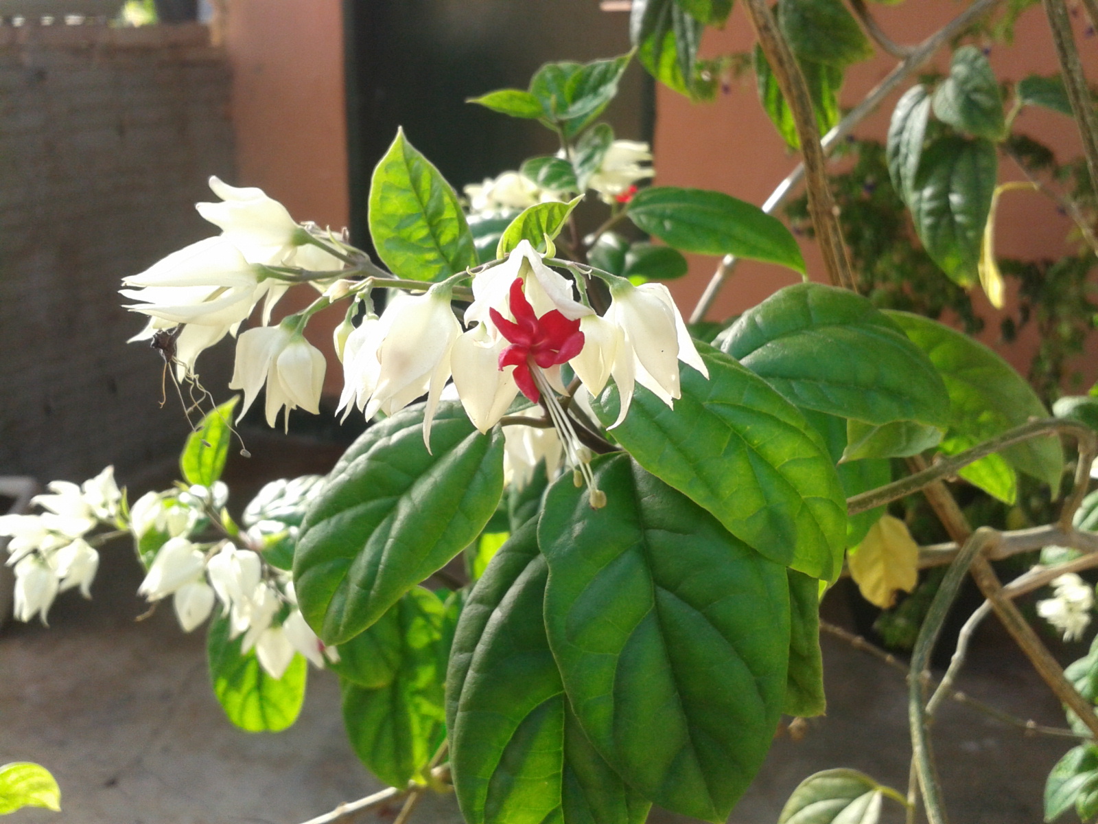 Clerodendron thomsonae5